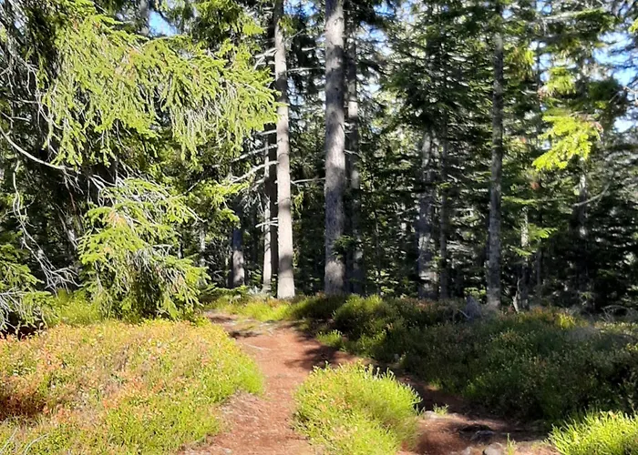 Jogilation * سانكت ياكوب إم فالدي